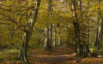 Woodland Investment: Getting Rich Slow with a Perfect Long-Term Strategy”