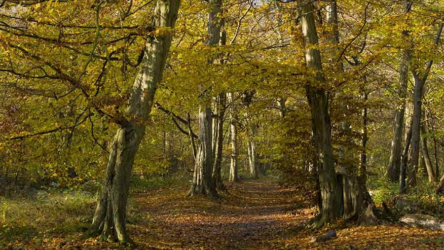 Woodland Investment: Getting Rich Slow with a Perfect Long-Term Strategy”