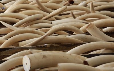 The History of Ivory: From Elegance to Endangerment
