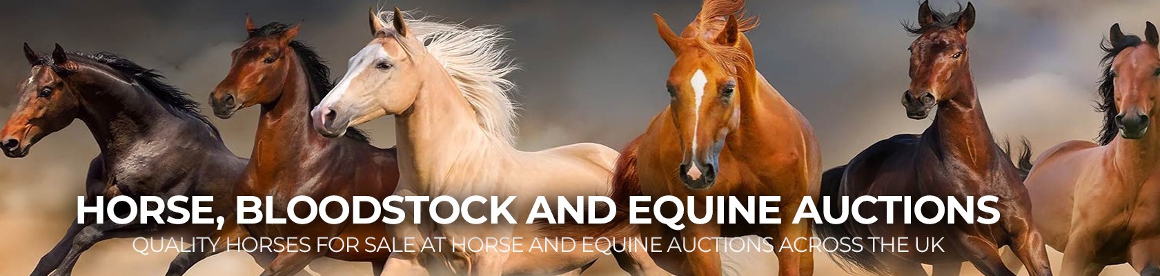 horse and equine auctions