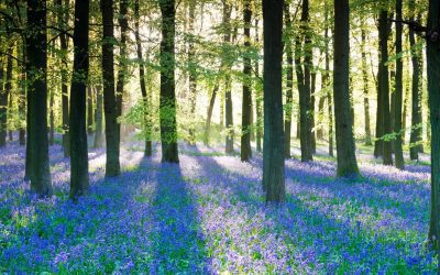 29 Fascinating Ways to Enjoy Woodland