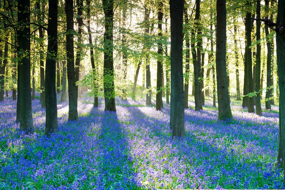 29 Fascinating Ways to Enjoy Woodland